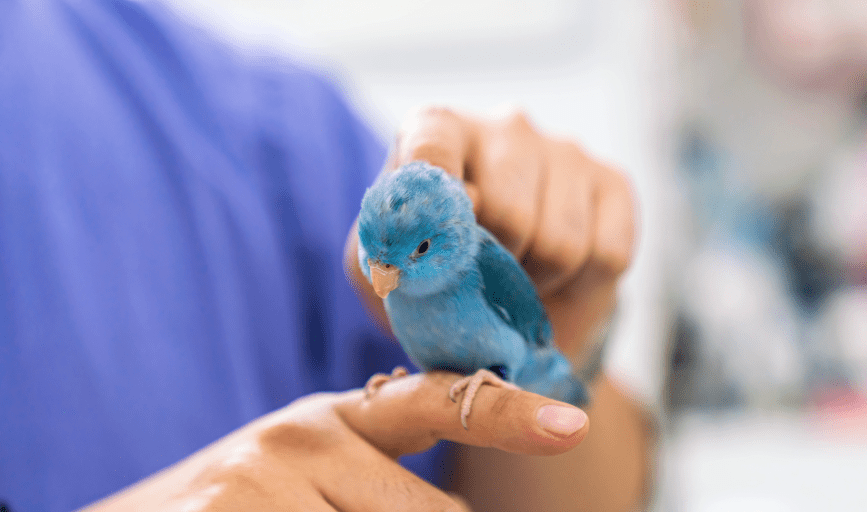 BIRD GROOMING